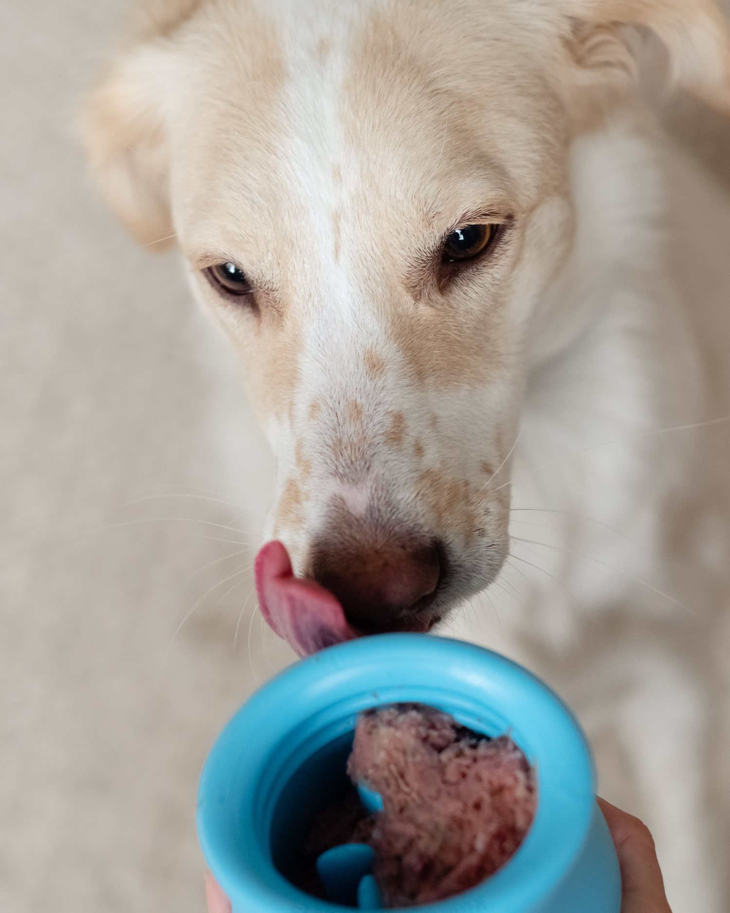Dog Eating Labrador Pet Prey Diet