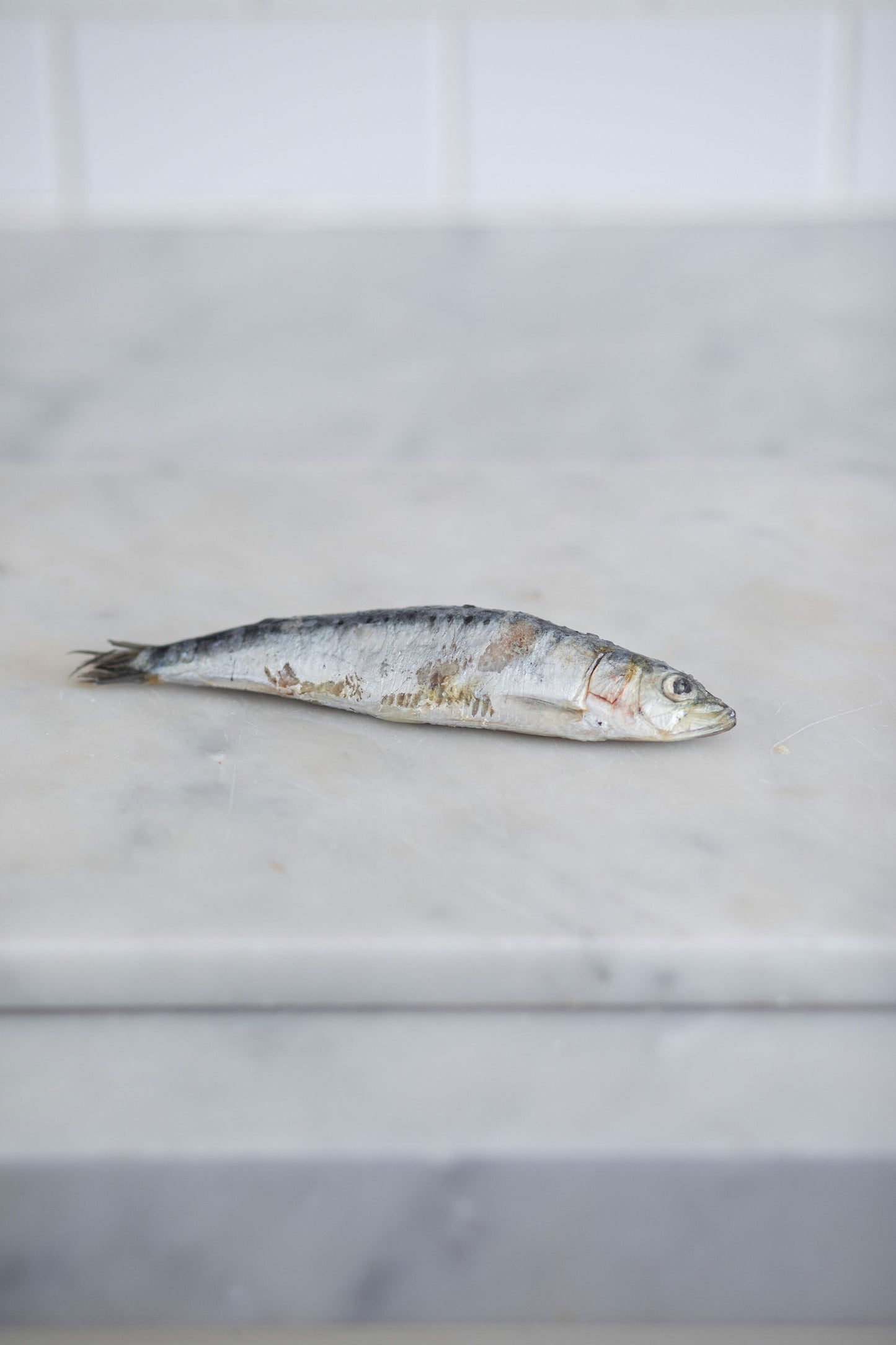 Sardines